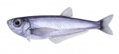 Deepsea Herring,Bathyclupea sp. Scientific fish illustration by Roger Swainston