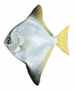 Diamondfish,Monodactylus argenteus,Illustration by Roger Swainston,Animafish