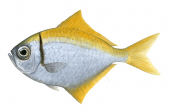 Eastern Pomfret,Schuettea scalaripinnis,Roger Swainston,Animafish