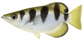 Banded Archerfish,Toxotes jaculatrix,Roger Swainston,Animafish