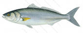 Eastern Australian Salmon,Arripis trutta,Scientific illustration by Roger Swainston,Animafish