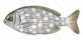 Juvenile Silver Drummer,Kyphosus sydneyanus,Roger Swainston,Animafish