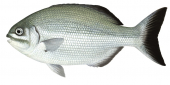 Silver Drummer,Kyphosus sydneyanus,Roger Swainston,Animafish