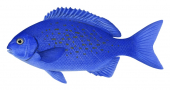 Bluefish,Girella cyanea