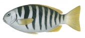 Zebra Fish,Girella zebra,Roger Swainston,Animafish