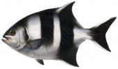 Banded Sweep,Scorpis georgianus scientific illustration by Roger Swainston