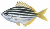Mado,Atypichthys strigatus,Roger Swainston,Animafish
