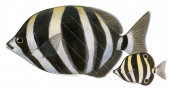 Adult and Juvenile Moonlighter,Tilodon sexfasciatum,Roger Swainston,Animafish