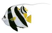 Adult and Juvenile Schooling Bannerfish,Heniochus diphreutes,Roger Swainston,Animafish