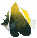 Horned Bannerfish,Heniochus varius,Roger Swainston,Animafish