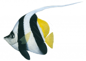 Longfin Bannerfish,Heniochus acuminatus,Roger Swainston,Animafish
