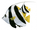 Adult and Juvenile Longfin Bannerfish,Heniochus acuminatus,Roger Swainston,Animafish
