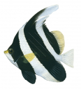 Pennant Bannerfish,Heniochus chrysostomus,Roger Swainston,Animafish