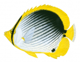 Blackback Butterflyfish,Chaetodon melannotus,Roger Swainston,Animafish