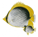 Adult and Juvenile Blackback Butterflyfish,Chaetodon melannotus,Roger Swainston,Animafish