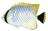 Chevron Butterflyfish,Chaetodon trifascialis,Roger Swainston,Animafish