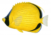 Dotted Butterflyfish,Chaetodon semeion,Roger Swainston,Animafish