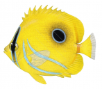 Eclipse Butterflyfish,Chaetodon bennettii,Roger Swainston,Animafish