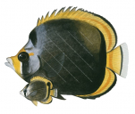 Adult and Juvenile Dusky Butterflyfish,Roger Swainston,Animafish
