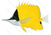 Forceps Butterflyfish,Forcipiger flavissimus,Roger Swainston,Animafish