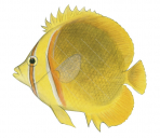 Goldstripe Butterflyfish,Chaetodon aureofasciatus,Roger Swainston,Animafish