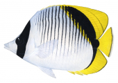 Lined Butterflyfish,Chaetodon lineolatus,Roger Swainston,Animafish