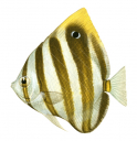 Ocellate Butterflyfish,Parachaetodon ocellatus,Roger Swainston,Animafish