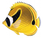 Racoon Butterflyfish,Chaetodon lunula,Roger Swainston,Animafish