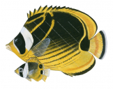 Adult and Juvenile Racoon Butterflyfish,Chaetodon lunula,Roger Swainston,Animafish