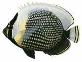 Reticulate Butterflyfish,Chaetodon reticulatus,Roger Swainston,Animafish