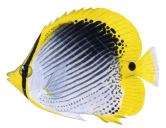 Spot-tail Butterflyfish,Chaetodon ocellicaudus,Roger Swainston,Animafish