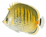 Spotbanded Butterflyfish,Chaetodon punctatofasciatus,Roger Swainston,Animafish