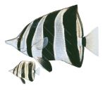 Adult and Juvenile Eastern Talma,Chelmonops truncatus,Roger Swainston,Animafish