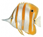 Beaked Coralfish,Chelmon rostratus,Roger Swainston,Animafish