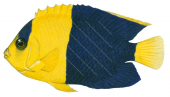 Bicolor Angelfish.2,Centropyge bicolor,Roger Swainston,Animafish