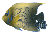 Blue Angelfish.3,Pomacanthus semicirculatus,Roger Swainston,Animafish