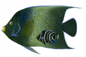 Blue Angelfish.2,Pomocanthus semicirculatus,Roger Swainston,Animafish