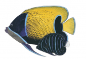 Adult and Juvenile Bluegirdle Angelfish,Pomacanthus navarchus,High quality illustration by R.Swainston