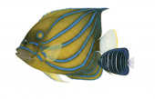 Bluering Angelfish,Pomacanthus annularis,Roger Swainston,Animafish