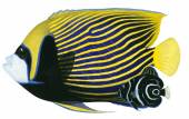 Emperor Angelfish.2,Pomacanthus imperator,Roger Swainston,Animafish