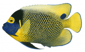 Blueface Angelfish,Pomacanthus xanthometopon,Roger Swainston,Animafish