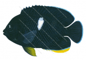 Keyhole Angelfish.3,Centropyge tibicen,Roger Swainston,Animafish