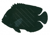 Midnight Angelfish,Centropyge nox,Roger Swainston,Animafish