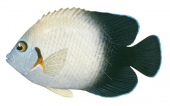 Pearlscale Angelfish,Centropyge vroliki,Roger Swainston,Animafish