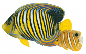 Regal Angelfish.2,Pygoplites diacanthus,Roger Swainston,Animafish