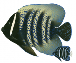 Sixband Angelfish.2,Pomacanthus sexstriatus,Roger Swainston,Animafish