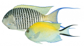 Swallowtail Angelfish,Genicanthus melanospilos,Roger Swainston,Animafish