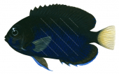 Whitetail Angelfish,Centropyge flavicauda,Roger Swainston,Animafish