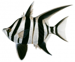 Old Wife,Enoplosus armatus,accurate scientific illustration by Roger Swainston,Animafish