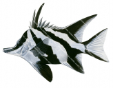 Longsnout Boarfish,Pentaceropsis recurvirostris,Roger Swainston,Animafish